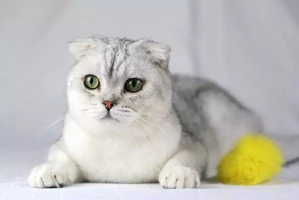 世界最贵的猫排行榜,阿什拉豹猫61万折耳猫英短最便宜