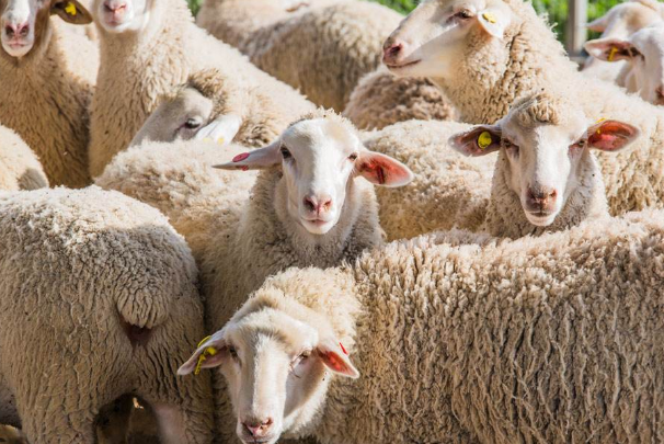 世界智商最低的六大动物 绵羊上榜，第一因太蠢快灭绝